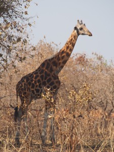 P1271385 - Giraffe Murchison Falls NP
