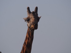 P1271387 - Giraffe Murchison Falls NP