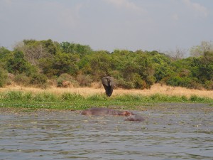 P1271467 - Olifant en nijlpaarden Murchison Falls NP