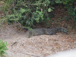 P1271506 - Krokodil Murchison Falls NP