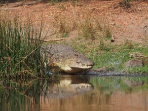 P1271534 - Krokodil Murchison Falls NP