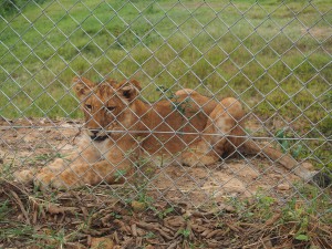 P1301670 - Leeuwtje Entebbe dierentuin
