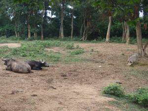 P1301671 - Buffels en wrattenzwijn Entebbe dierentuin