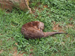 P1301682 - Otter Entebbe dierentuin