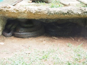 P1301706 - Python Entebbe dierentuin