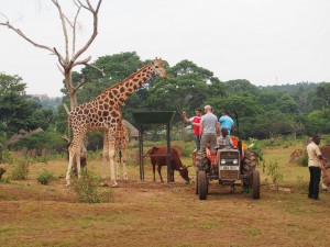 P1301733 - Giraffes voeren Entebbe dierentuin