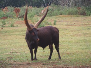 P1301737 - Ankole longhorn Entebbe dierentuin
