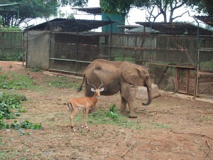 P1301742 - Eenzame olifant met vriendje Entebbe dierentuin