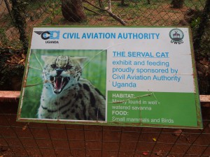 P1301807 - Gesponsorde kat Entebbe dierentuin