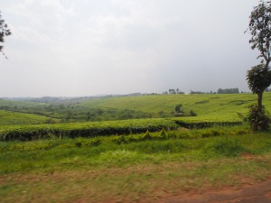 P2041865 - Theeplantages onderweg naar Kibale NP