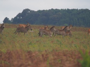 P3084267 - Zebra's en elandantilopen Nyika NP