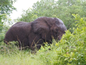 P3205176 - Oplossing vorige foto, een olifant Majete NP