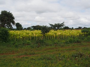P3235241 - Tabaksplanten onderweg naar Zambia