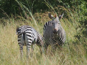 P3295457 - Crawshays zebras South Luangwa NP