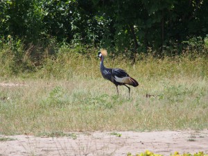 P3295487 - Grijze kroonkraanvogel South Luangwa NP