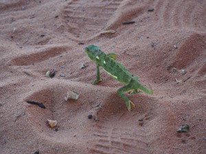 P4126175 - Kameleon voor hij boos werd (bij Kariba meer) (1)