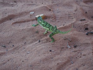 P4126177 - Kameleon nadat hij boos werd (bij Kariba meer) (1)
