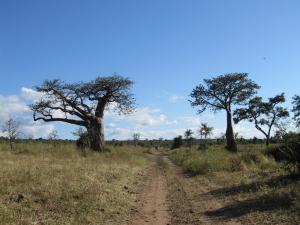 IMG 4340 - Baobabs Chobe NP