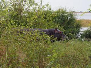 P4247143 - Nijlpaard aan de wandel Chobe NP