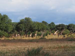 P4257415 - Giraffen zover het oog strekt Chobe NP