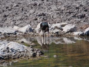 P5169032 - Zwarte ibis CKGR