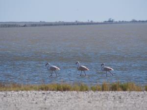 P5190002 - Flamingos bij Kukonje Island