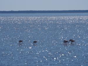 P5190014 - Flamingos bij Kukonje Island