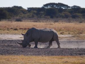 P5230135 - Witte neushoorn Khama Rhino Sanctuary