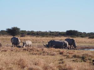 P5230151 - Witte neushoorns Khama Rhino Sanctuary