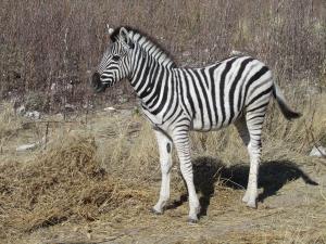 IMG 0202 - Mini Burchells zebra Etosha NP