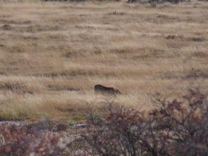 P6131401 - Wrattenzwijn,leeuw of hyena, wie weet het