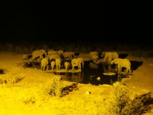 P6131754 - Drinkende olifanten Etosha NP