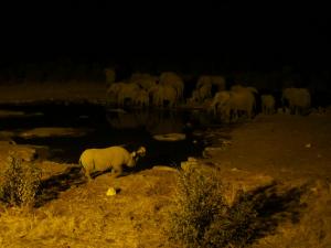 P6131769 - Drinkende olifanten en neushoorn Etosha NP