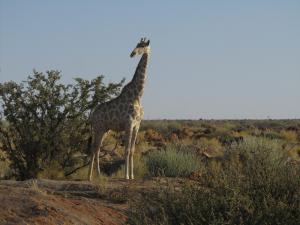 IMG 1210 - Giraffe Augrabies NP