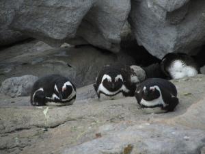 IMG 1722 - Pinguinkolonie Bettys Bay