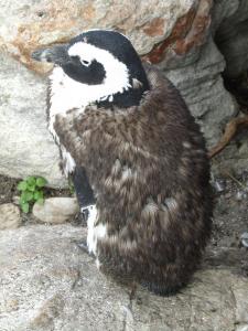 IMG 1735 - Pinguinkolonie Bettys Bay