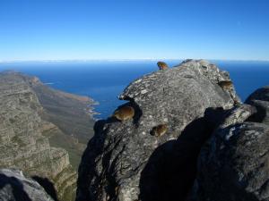 IMG 1367 - Suicidale dassies op Tafelberg