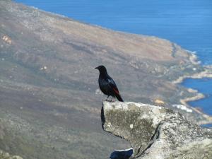 IMG 1372 - Onbekende vogel op Tafelberg