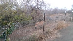 20170727 173912 - Hyena bij Balule camp Kruger NP