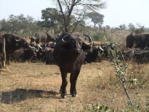 IMG 2356 - Buffels Kruger NP