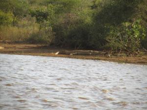 IMG 2399 - Krokodil Kruger NP