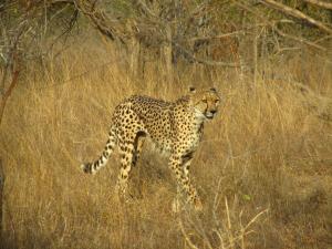 IMG 2413 - Cheeta Kruger NP