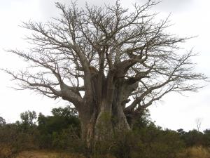 IMG 2453 - Zuidelijkste baobab Kruger NP