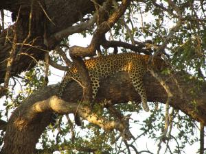IMG 2482 - Luipaard in boom Kruger NP