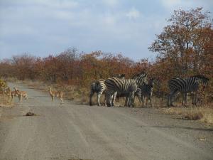 IMG 2500 - Impalas en zebras Kruger NP