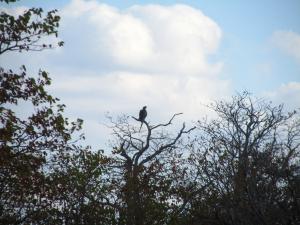 IMG 2542 - Roofvogel met slang als prooi Kruger NP