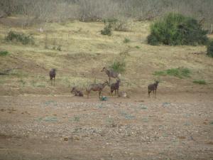 IMG 2612 - Tsessebes Kruger NP