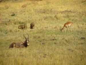 IMG 3042 - Blesbok, impalas en wrattenzwijnen Mlilwane NR