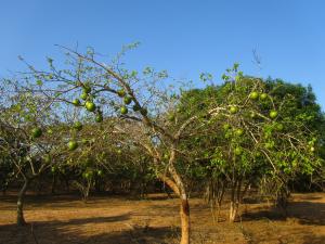 IMG 3189 - Soort kokosnotenboom Bushbaby lodge