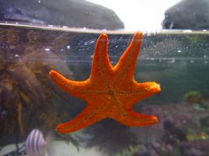 IMG 3670 - Zeester Two Oceans Aquarium Kaapstad